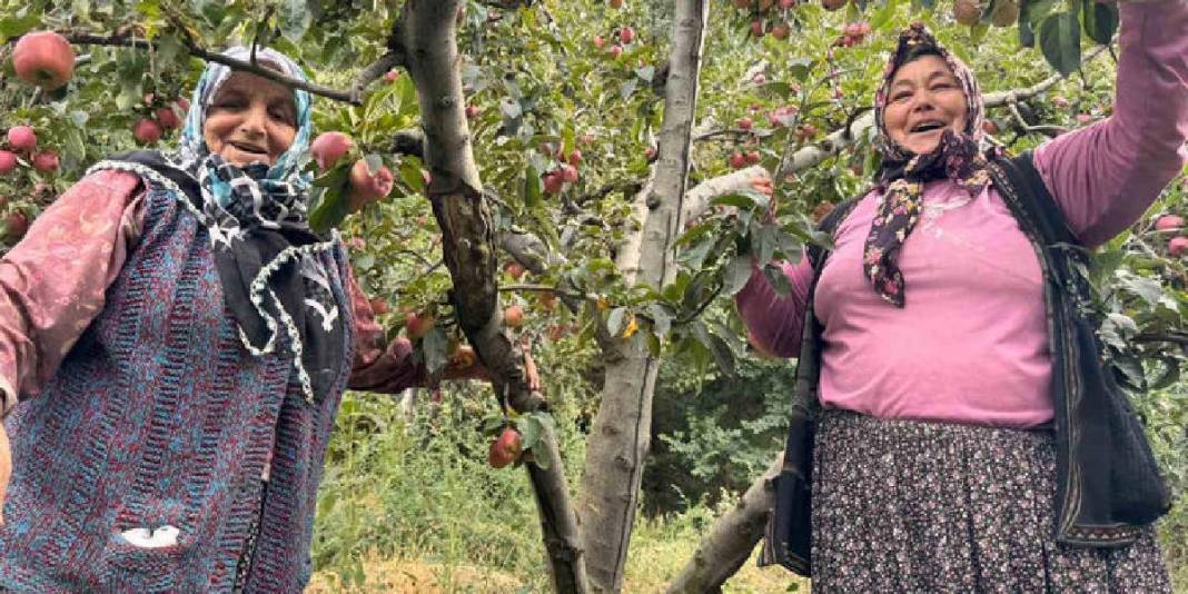 Bu ürün üreticisini güldürüyor, herkes görüyor! Kuraklık onları etkilemiyor verim coşuyor: Fiyatı bu yıl yükseliyor 1
